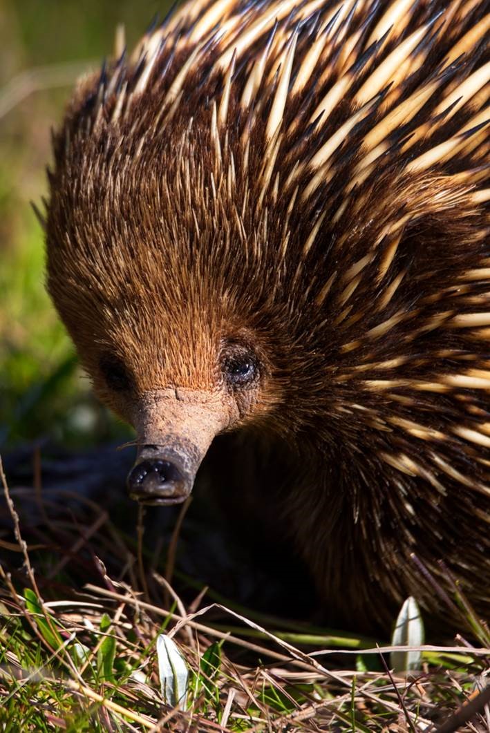 image of Wildcare Queanbeyan